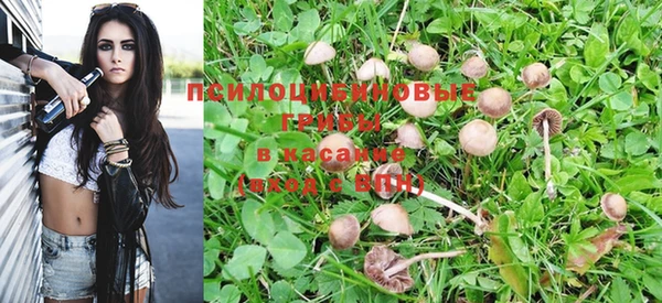 PSILOCYBIN Богданович
